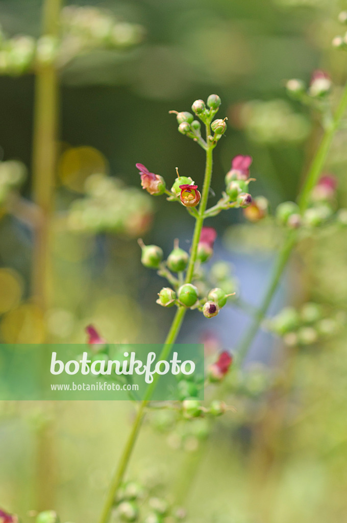 486134 - Scrophulaire à oreillette (Scrophularia auriculata)