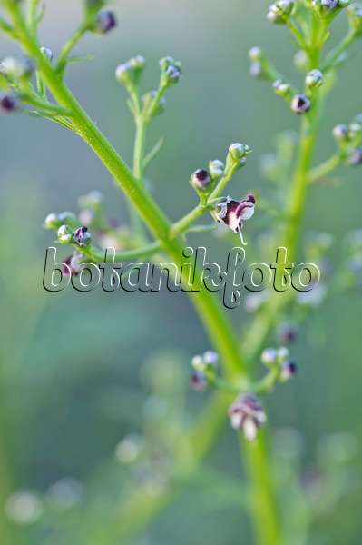 485005 - Scrophulaire des chiens (Scrophularia canina)
