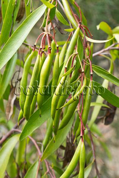 549168 - Scrub beefwood (Stenocarpus salignus)
