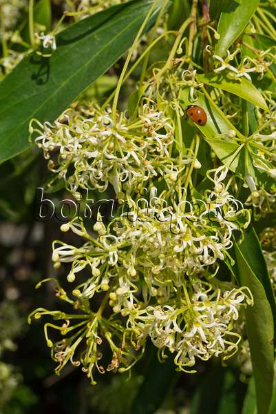 608088 - Scrub beefwood (Stenocarpus salignus) and ladybird (Coccinella)