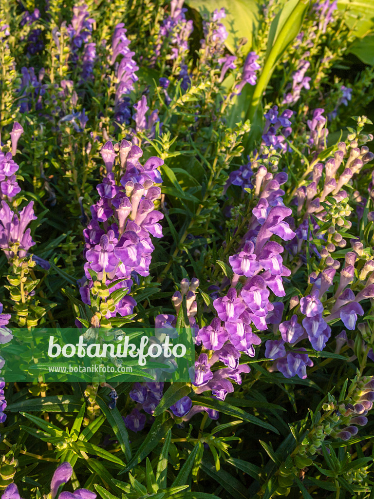 403074 - Scutéllaire du lac Baïcal (Scutellaria baicalensis)