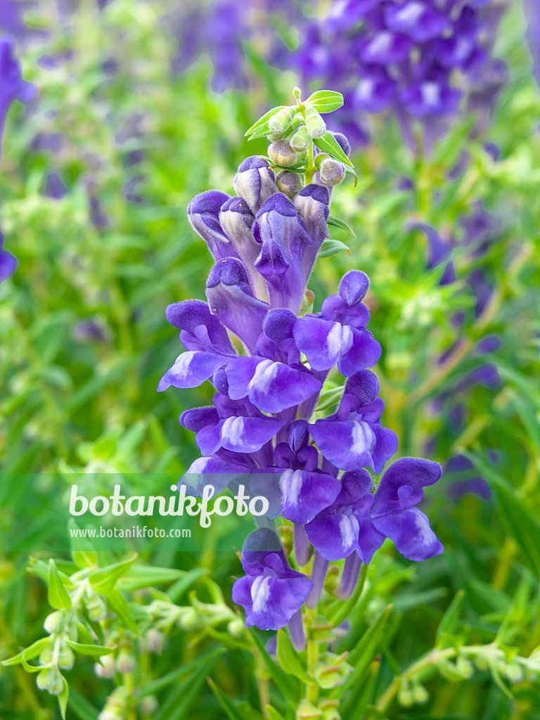 439185 - Scutéllaire du lac Baïcal (Scutellaria baicalensis)