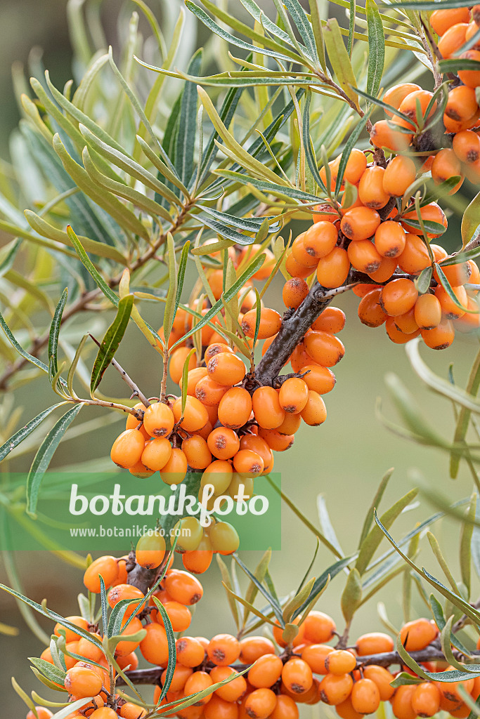 635049 - Sea buckthorn (Hippophae rhamnoides 'Hergo')