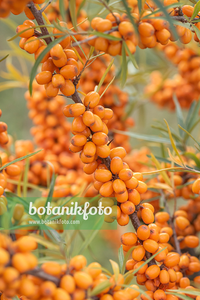 638124 - Sea buckthorn (Hippophae rhamnoides 'Leikora')