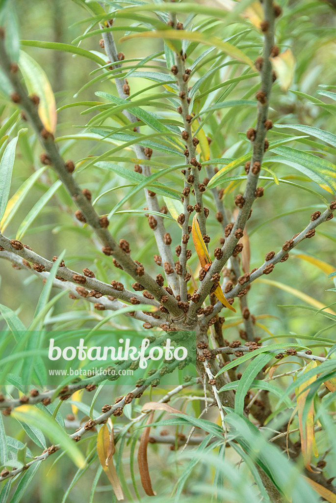 526105 - Sea buckthorn (Hippophae rhamnoides 'Pollmix')