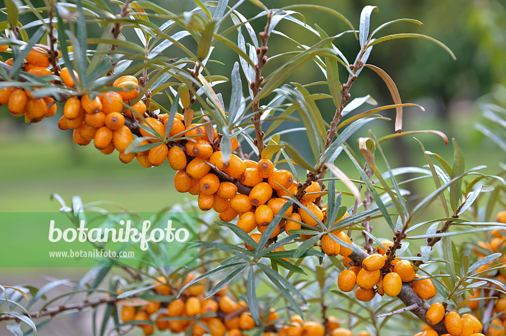 517295 - Sea buckthorn (Hippophae rhamnoides 'Sandora')