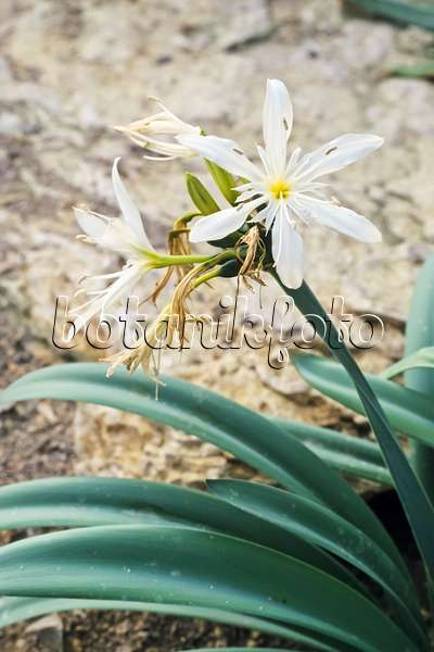 364005 - Sea daffodil (Pancratium illyricum)