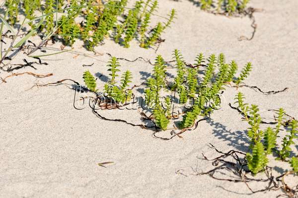 534313 - Sea sandwort (Honckenya peploides)
