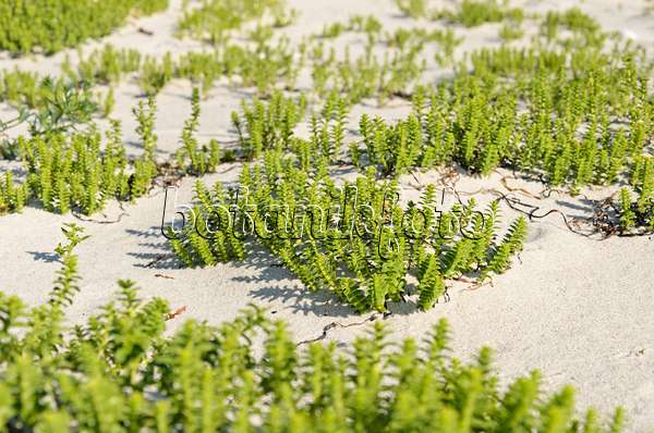534319 - Sea sandwort (Honckenya peploides)