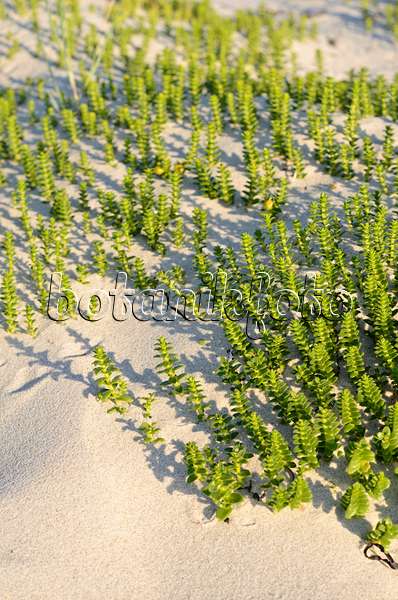 534329 - Sea sandwort (Honckenya peploides)