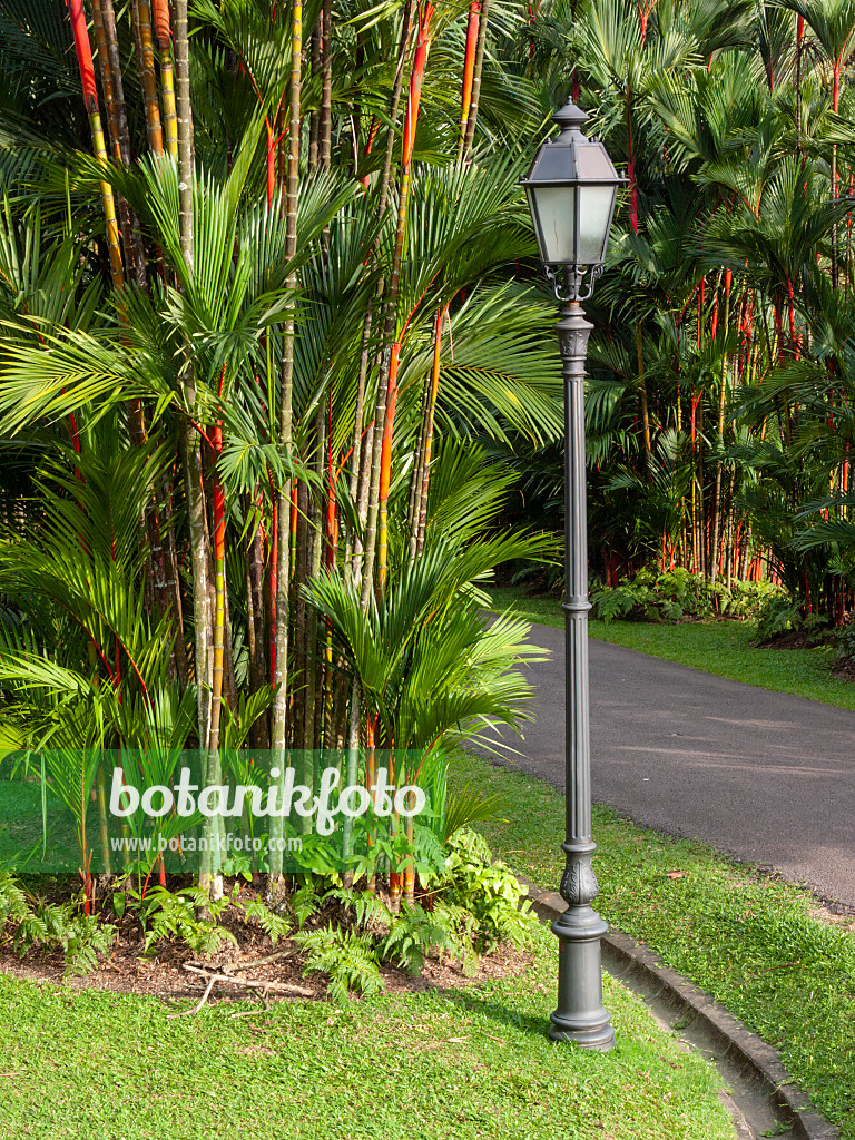 411064 - Sealing wax palm (Cyrtostachys renda)