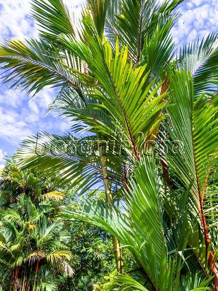 434108 - Sealing wax palm (Cyrtostachys renda)