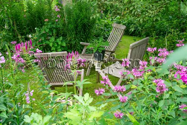 625042 - Seating area with spider flowers (Tarenaya syn. Cleome) and hyssops (Agastache)