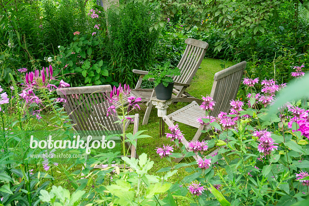 625042 - Seating area with spider flowers (Tarenaya syn. Cleome) and hyssops (Agastache)