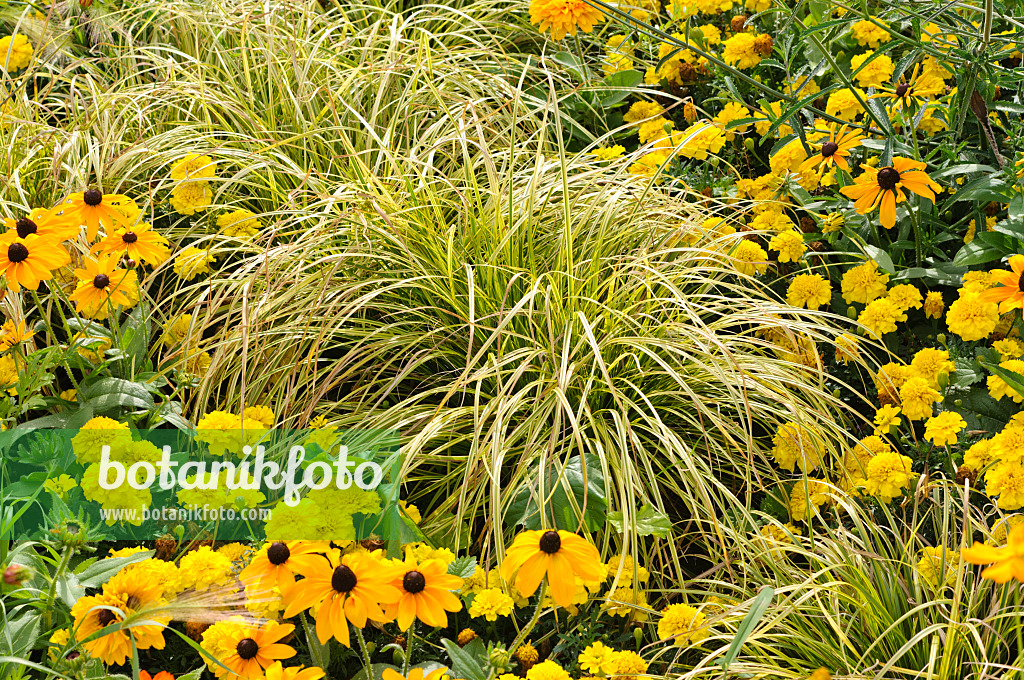 476046 - Sedge (Carex dolichostachya 'Kaga Nishiki') and black-eyed Susan (Rudbeckia hirta 'Maya')