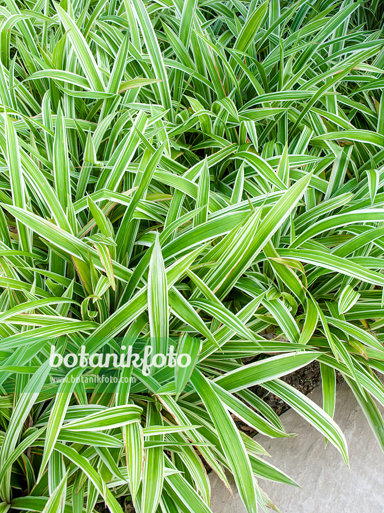 441179 - Sedge (Carex siderosticha 'Variegata')