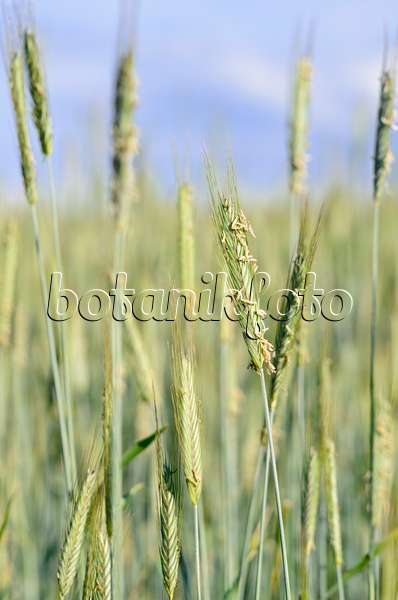 521030 - Seigle (Secale cereale)