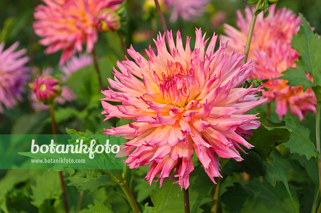 488074 - Semi-cactus dahlia (Dahlia Nenekazi)