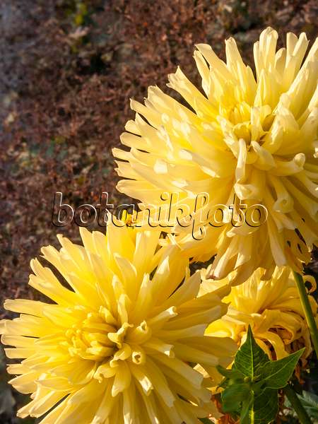 417035 - Semi-cactus dahlia (Dahlia Yellow Happiness)