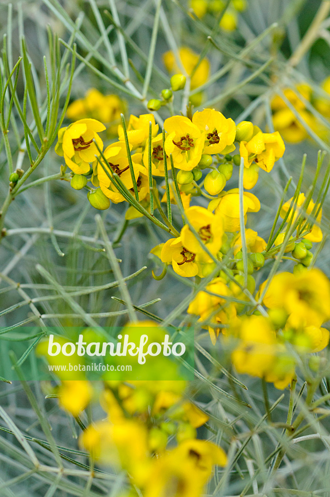 479035 - Séné (Senna artemisioides syn. Cassia artemisioides)