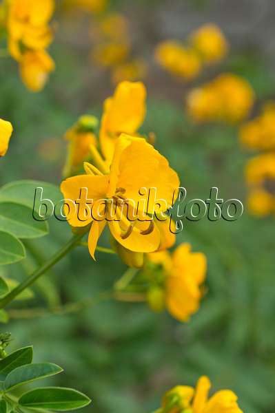 511206 - Séné (Senna x floribunda syn. Cassia floribunda)