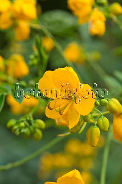 511207 - Séné (Senna x floribunda syn. Cassia floribunda)