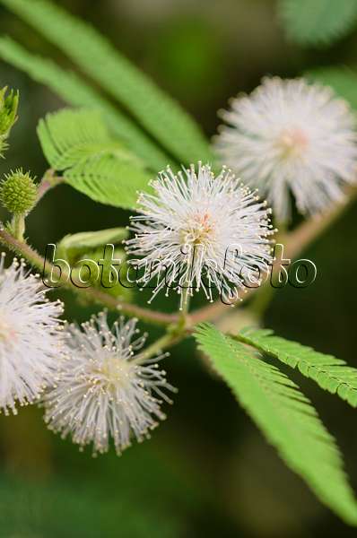 521515 - Sensitive plant (Mimosa polycarpa var. spegazzinii)