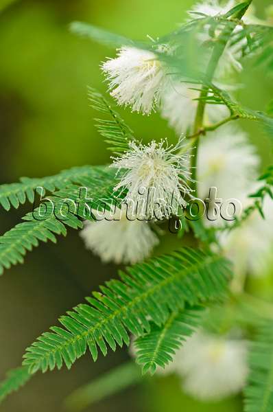 572023 - Sensitive plant (Mimosa polycarpa var. spegazzinii)