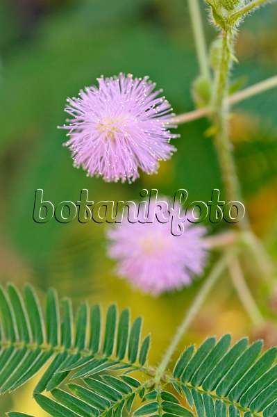 477120 - Sensitive plant (Mimosa pudica)