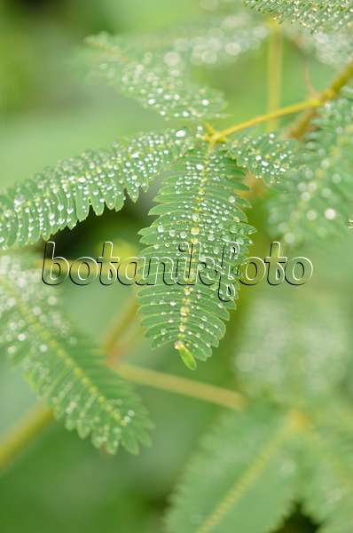 535055 - Sensitive plant (Mimosa pudica)