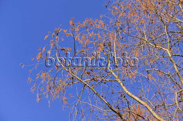 494041 - Séquoïa de Chine (Metasequoia glyptostroboides)