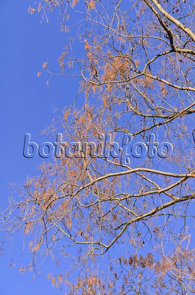 494042 - Séquoïa de Chine (Metasequoia glyptostroboides)