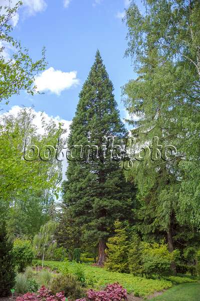 535432 - Séquoia géant (Sequoiadendron giganteum)