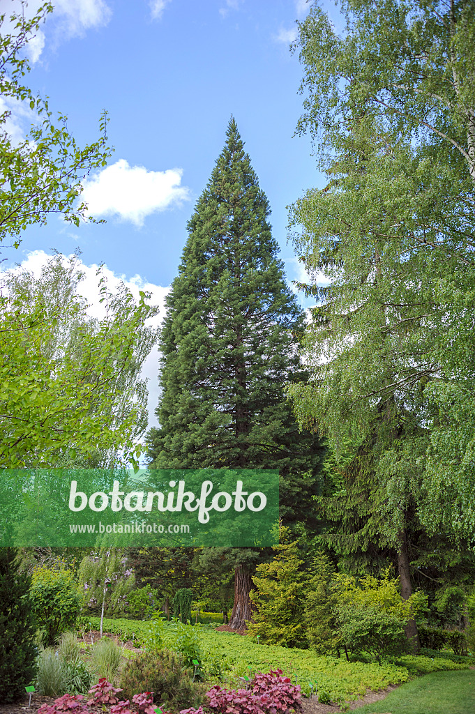 535432 - Séquoia géant (Sequoiadendron giganteum)