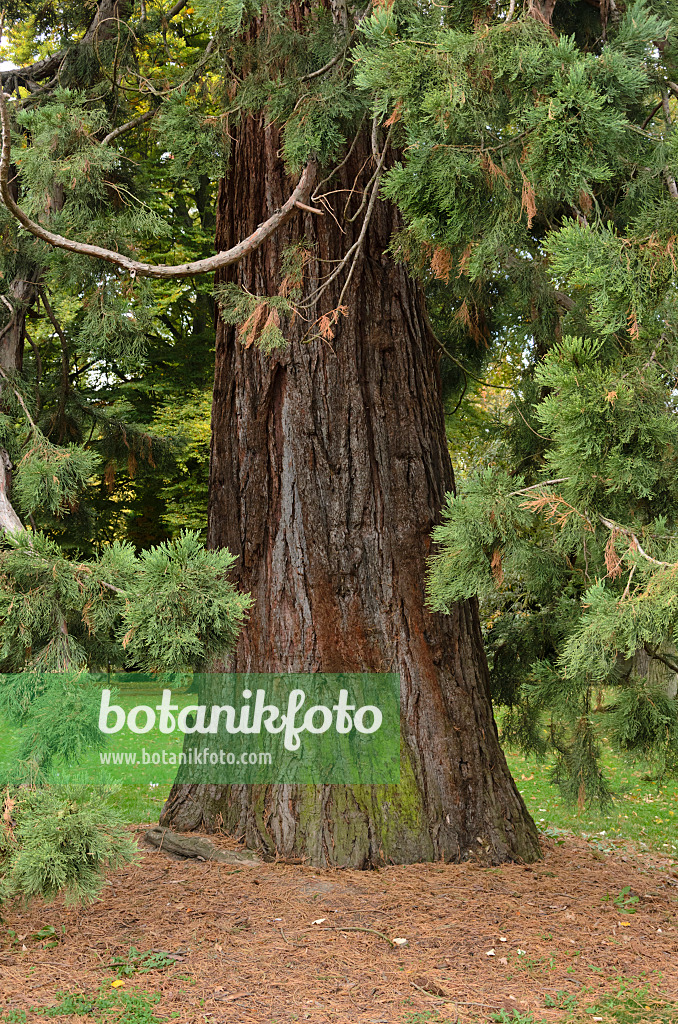 549123 - Séquoia géant (Sequoiadendron giganteum)