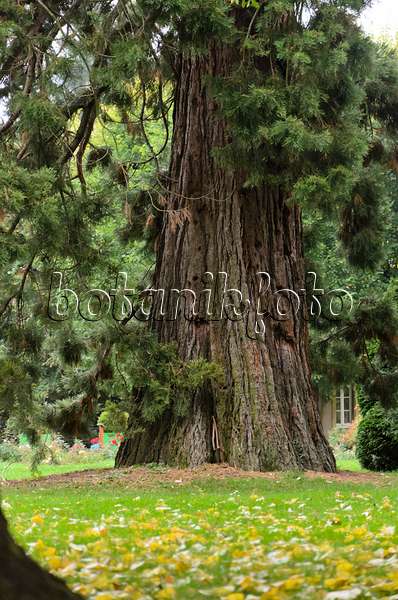 549124 - Séquoia géant (Sequoiadendron giganteum)