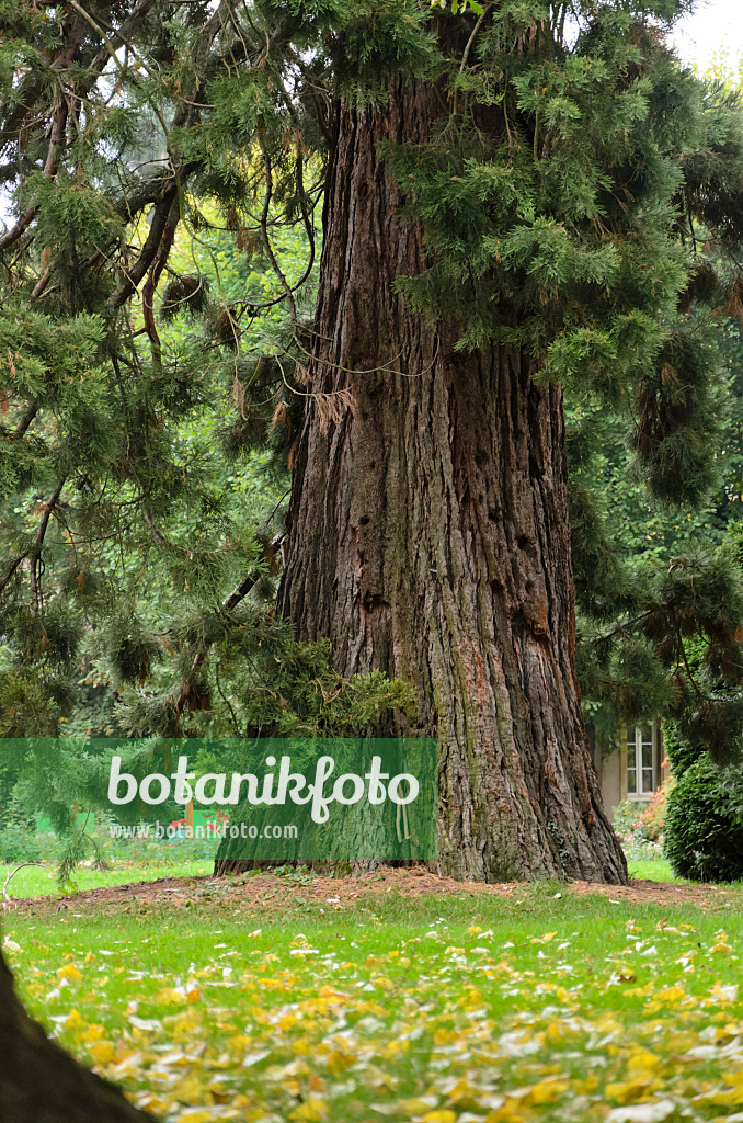 549124 - Séquoia géant (Sequoiadendron giganteum)