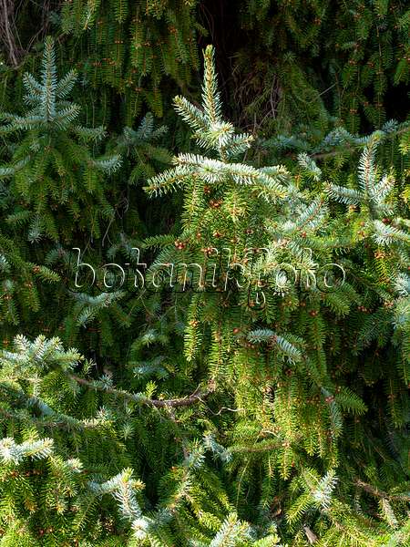 459054 - Serbian spruce (Picea omorika)