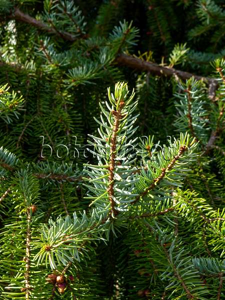 459055 - Serbian spruce (Picea omorika)
