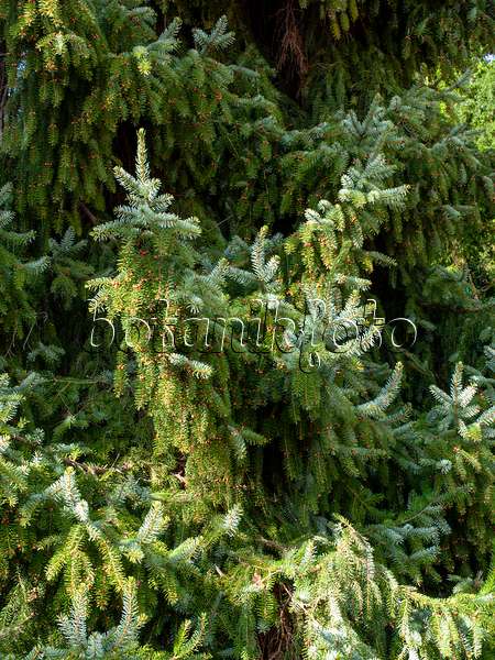 459056 - Serbian spruce (Picea omorika)
