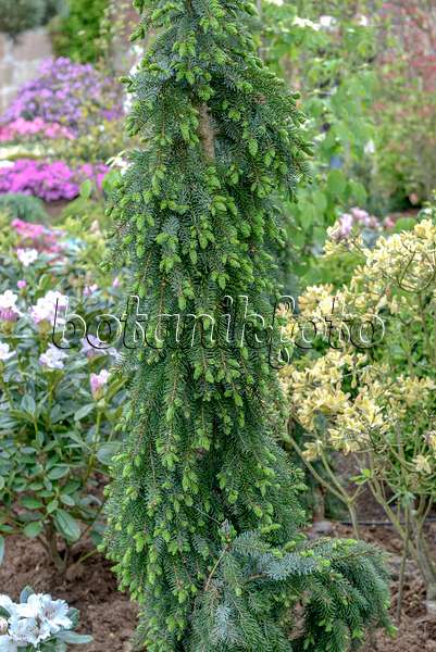 558178 - Serbian spruce (Picea omorika 'Pendula Bruns')