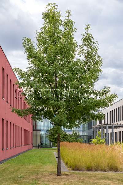 638344 - Service tree (Sorbus domestica)