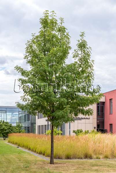 638345 - Service tree (Sorbus domestica)
