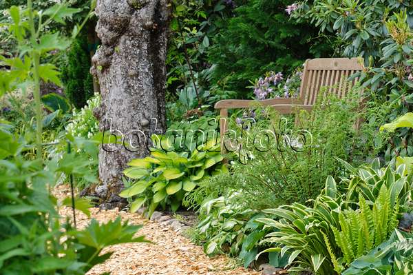 473108 - Shady garden with hostas and ferns