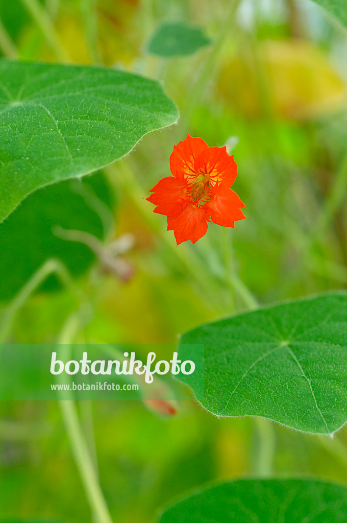 481054 - Shield nasturtium (Tropaeolum peltophorum)