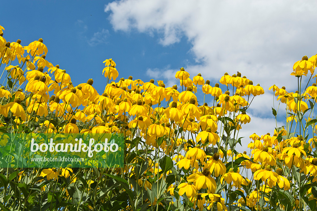 511138 - Shiny cone flower (Rudbeckia nitida)