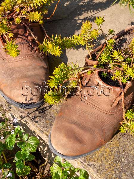 429139 - Shoes planted with succulents