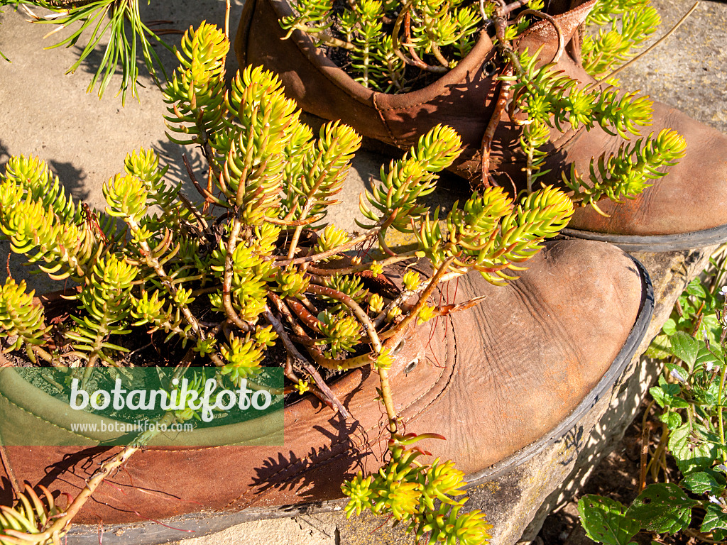 429140 - Shoes planted with succulents