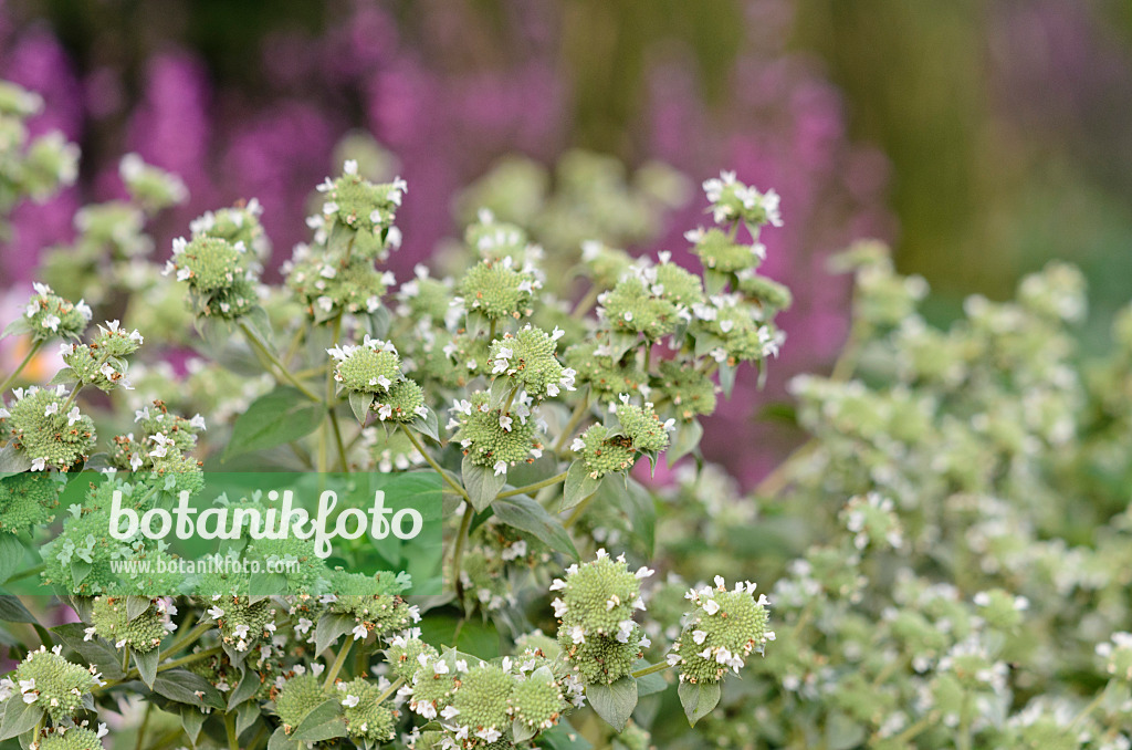 523231 - Short-toothed mountain mint (Pycnanthemum muticum)