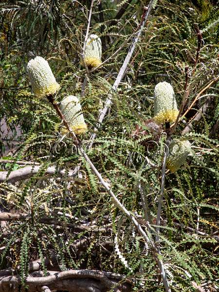 455307 - Showy banksia (Banksia speciosa)